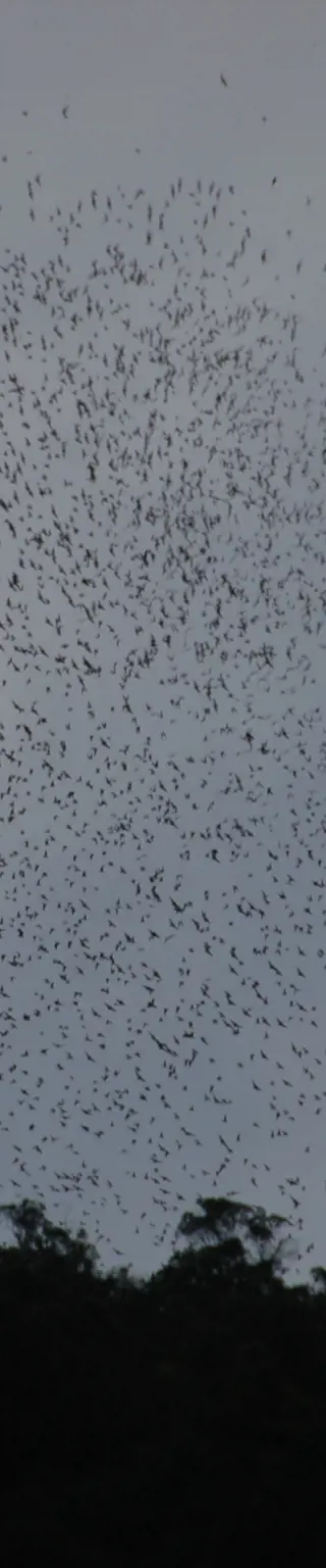 Unter den Fledermaus-Schwärmen der Höhlen von Gunung Mulu